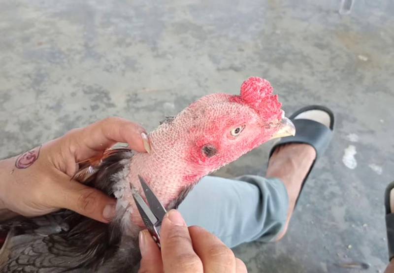 Bí quyết để gà sau khi tỉa lông thêm phong độ