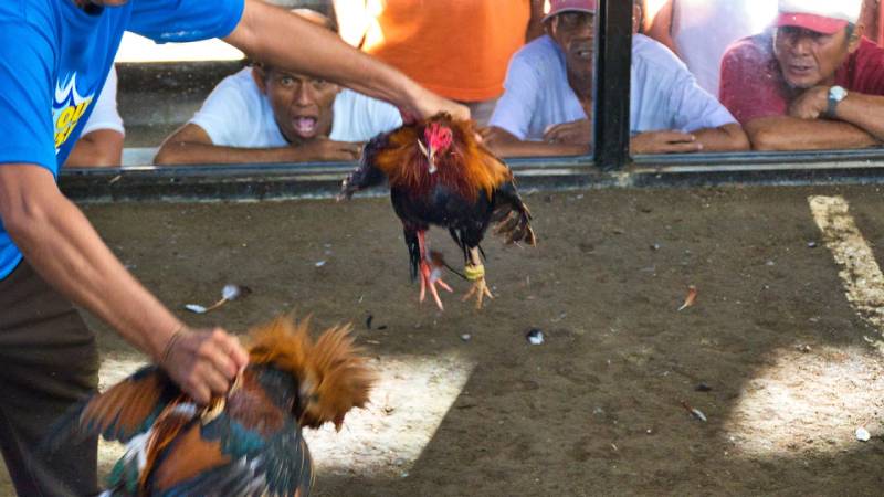 Công tác cân gà và ghép cặp