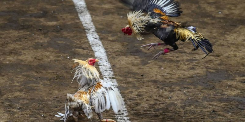 Giữ an toàn và tinh thần fair-play