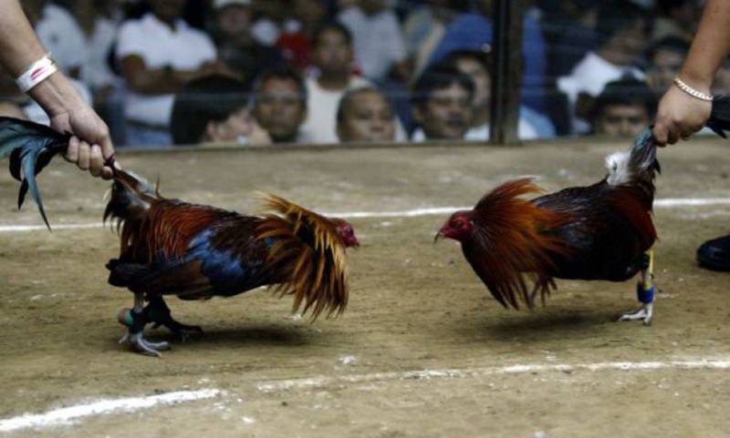 Kỹ thuật điều khiển gà trong trận