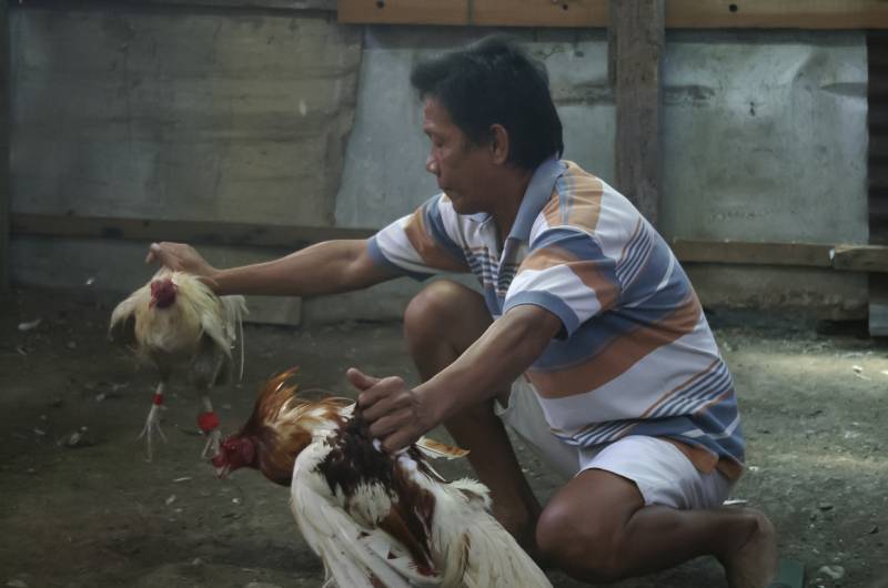 Sự kịch tính và sức hút đặc biệt của gà cựa dao