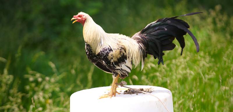 Thần thái và tính cách 
